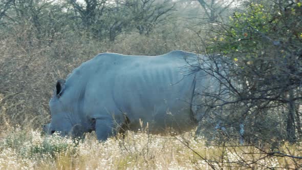 Huge White Rhinoceros Bull Walking Off Into The Bushes In Khama Rhino Sanctuary, Botswana At Daytime alt