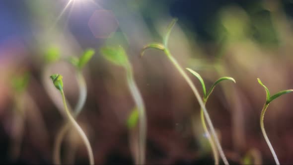 Small Tomatoes Growing Following the Sun Shining Time Lapse with Sun Rays Beams Spring Time