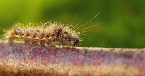 Yellow Tail Moth Euproctis Similis Caterpillar Goldtail or Swan Moth Sphrageidus Similis alt
