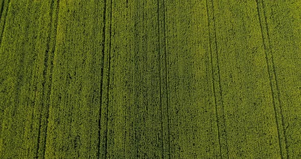 Bird's Eye View Of Rapeseed Field alt