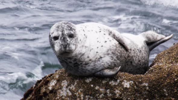 harbor seal rests on a rock at monterey bay alt