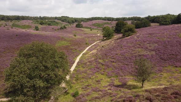 Purple blooming heathland at national park the Posbank in the Netherlands alt