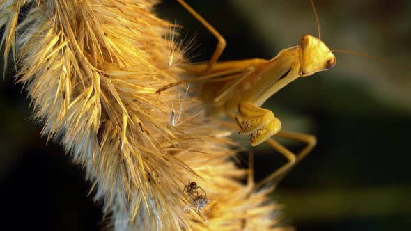 A Hunting Mantis Sits on a Spike and Eats a Spider in Timelapse alt