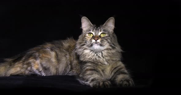 Tortie Maine Coon Domestic Cat, Female laying against Black Background, Normandy in France alt