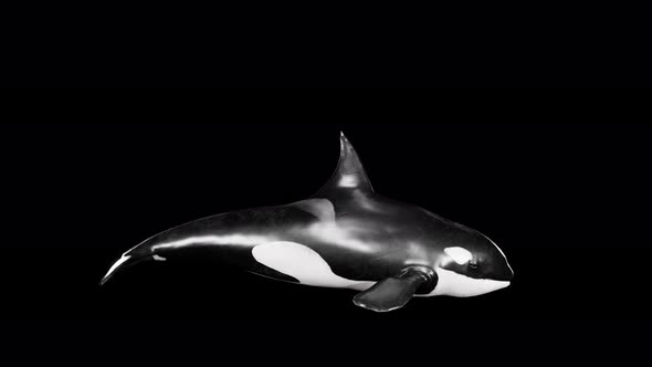 killer whale 4k alpha 2