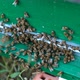A bee colony flies into the hive.