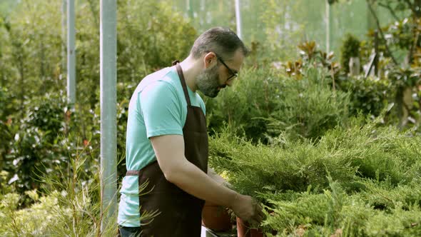Latin Male Florist Examining Junipers in Pots alt