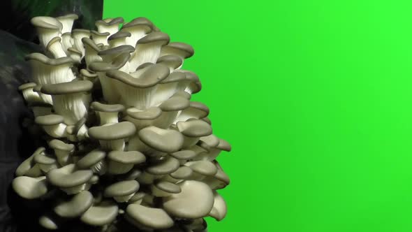 Mushrooms green screen. Biological mushroom footage green screen. Oyster mushrooms time lapse.