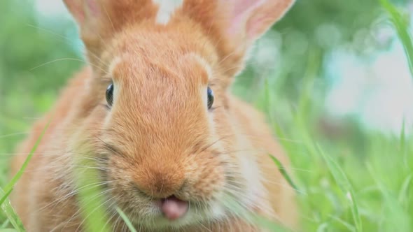Portrait of a Funny Red Rabbit on a Green Young Juicy Grass in the Spring Season in the Garden with alt