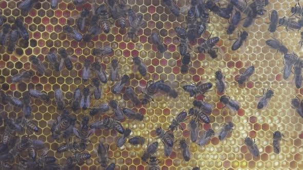 Bees on Honeycomb in Apiary 02