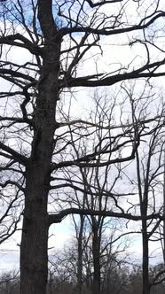 Vertical Video of the Forest with Trees Without Leaves Slow Motion alt