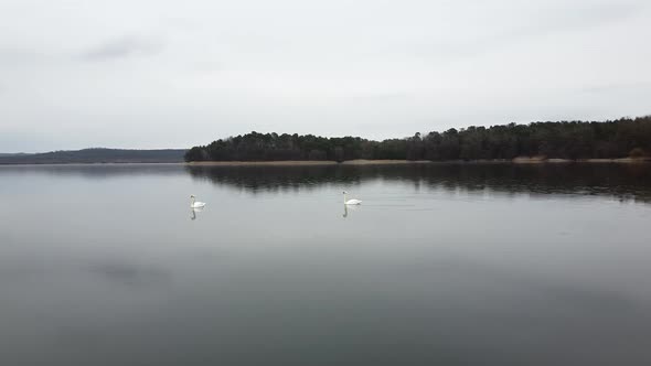 Swan Swimming on Lake Evening Pond