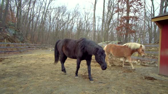 Two Thoroughbred Horses Brown and Red Concept of Breeding Domestic Animals Breeding Horses for