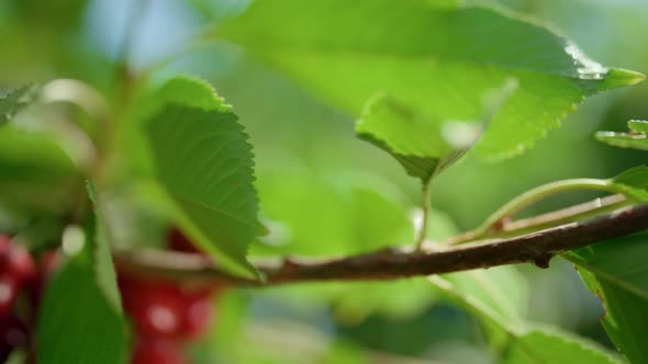 Cherry Fruit Tree Branch Shining in Orchard Closeup alt