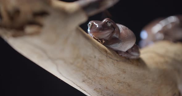 Close Up Footage of an Australian Tree Frog on a Tree Branch Studio Footage alt
