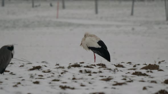 Stead shot of freezing storks on snow covered agricultural fields outdoors in december. Medium shot alt
