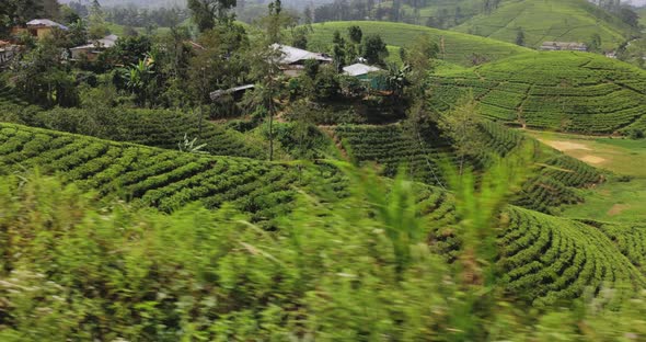 Moving Shot of Famous Nature Landmark Tea Plantations Taken From Train in Sri Lanka alt