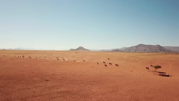 Namibia Kalahari Desert in Africa. Aerial Drone Shot. Springbok Gazelle Antelope Grazing at Savannah alt