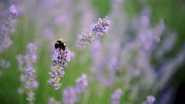 Flying Bumblebee Gathering Pollen From Lavender Blossoms Slow Motion