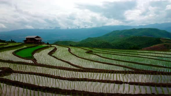 Beautiful landscape view of Rice Terraced paddy Field in Chiangmai, Thailand. pan right.
