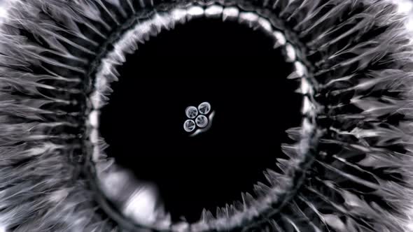 Ferrofluid or Ferromagnetic Fluid Under the Influence of Sound Waves (Cymatics), Begins To Vibrate alt