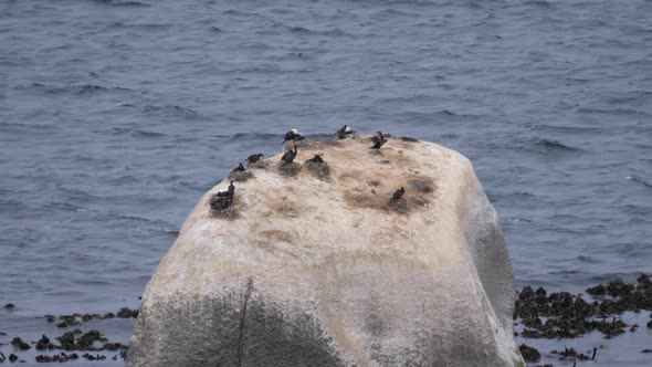 Cape cormorants on a big rock at Cape Peninsula alt