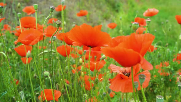 Field of Poppy Flowers alt