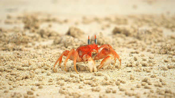 ghost crab on beach at isla san cristobal in the galapagos alt