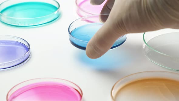 Chemist in Rubber Gloves Puts Blue Samples in Petri Dish with Colorful Media. alt