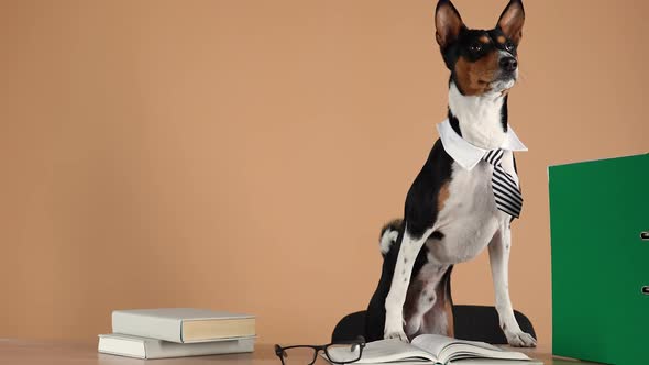 Basenji Wearing a Collar and a Striped Tie Stands on His Hind Legs Leaning with His Front Legs alt
