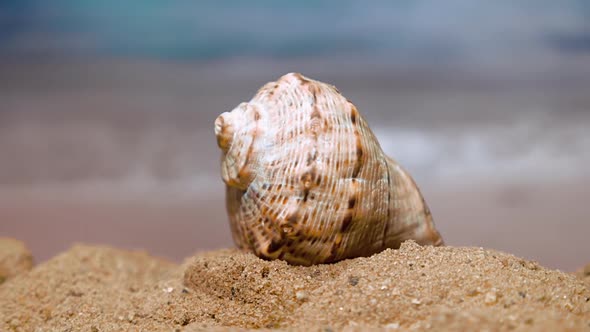 Spiral Shell On The Beach On A Sunny Day On A Background Of Ocean Waves