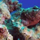 Devil Scorpionfish - VideoHive Item for Sale