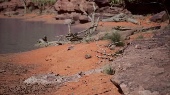 Trees Near Colorado River in Grand Canyon alt