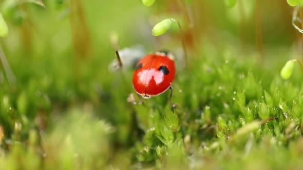 Closeup Wildlife of a Ladybug in the Green Grass in the Forest alt