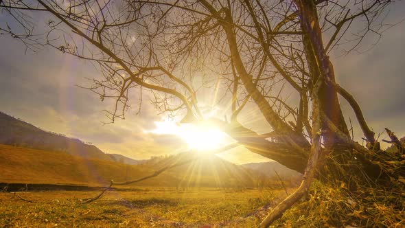 Time Lapse of Death Tree and Dry Yellow Grass at Mountian Landscape with Clouds and Sun Rays alt