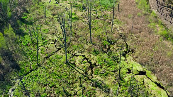 Forest Swamp Nature Tree Park Mist Morning Sunset Wild Ecology alt