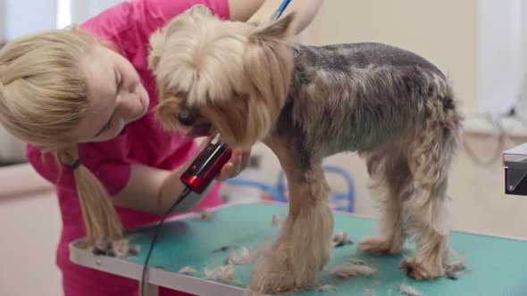 Pretty Dog in Grooming Salon alt