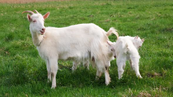Mother Goat and Two Kids Graze on a Green Pasture