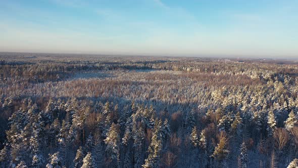 Huge Expanses of Snowcovered Pine Forest After Snowfall on a Bright Sunny Day