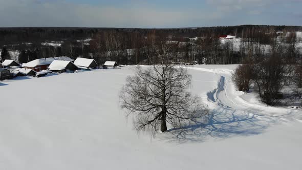 A Sprawling Birch Tree In A Field Near The Village