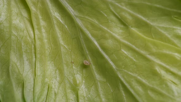 Flour mite (akari) crawling on a green celery leaf, family Acaridae alt