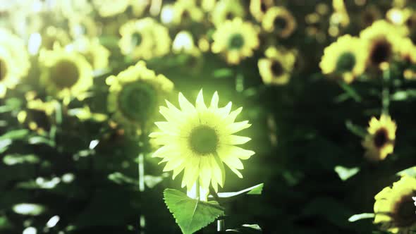 Field of Sunflowers and Sunset alt