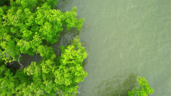 4K : Aerial view over beautiful mangrove forest. mangroves along the coastline alt