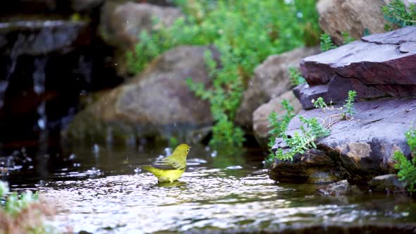 A Yellow Warbler splashing and taking a bath in a shallow stream - slow motion alt
