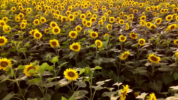 Aerial Drone View Flight Over Over a Field of Blooming Sunflowers alt