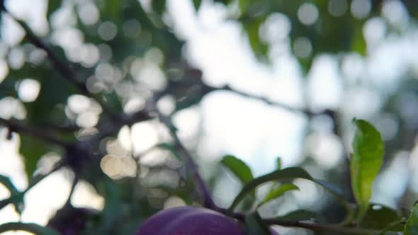 The Branches with Ripening Nectarines Swaying in the Wind