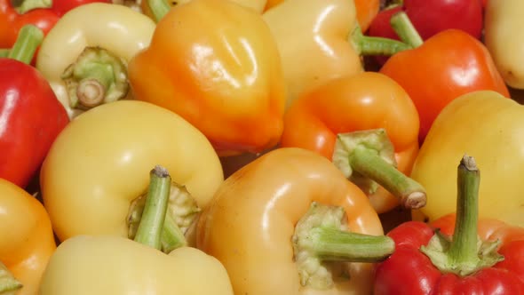 Pile of picked fresh peppers Capsicum annuum 4K footage alt
