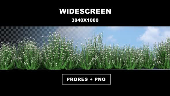 White Flower Growth 18 alt