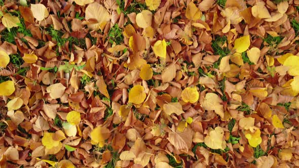 Autumn leaves on green grass. Yellow, orange linden leaves lying on the ground.