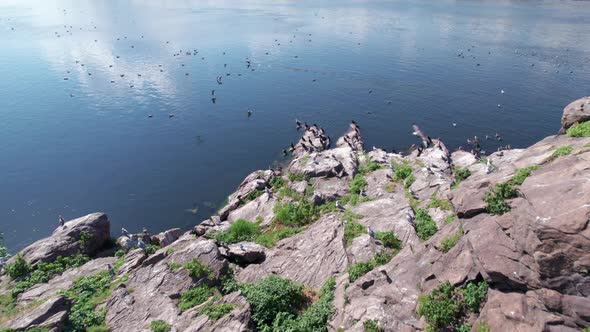 Big flock of seagulls nesting on rocky island, flying over the river or the sea.